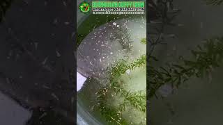 Download lagu LIVE FACEBOOK BIIDZNILLAH GUPPY FARM - 5 JANUARI 2026 mp3 Download lagu LIVE FACEBOOK BIIDZNILLAH GUPPY FARM - 5 JANUARI 2026 mp3