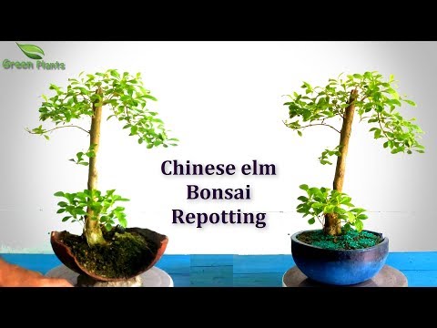 Chinese elm Bonsai Trees Repotting for Beginners//GREEN PLANTS