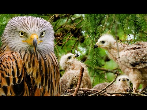 Red Kite Chicks Grow Up Wild & Fierce | Red Kite | Robert E Fuller