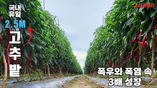 [고추재배23-7] 올해 날씨에 폭풍성장 대박고추밭 비결 &강소농 고추밭 2023.8.10