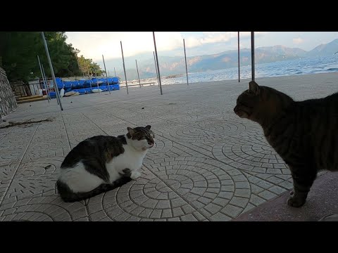 Two male cats meowing and hissing each other
