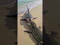 Giant Shark Leaps From Water To Hunt Crocodile On The Sand