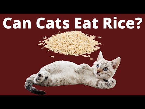 Can cats eat rice everyday?