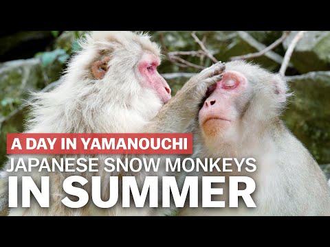 夏の日本の雪猿｜japan-guide.com (Japanese Snow Monkeys in Summer | japan-guide.com)