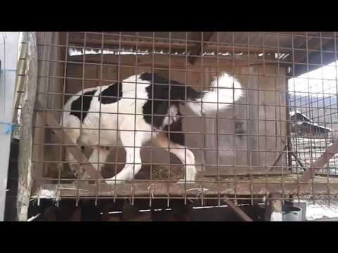 Câine ciobănesc de Bucovina(Gura-Solcii)