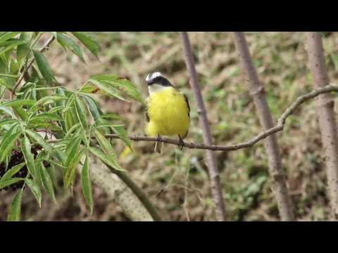 Postriežkar družný (Myiozetetes similis) — biotop a pohyb