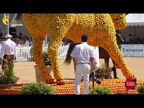 N.111 R'ADJAH DE CARTHEREY - MENTON 2017 - Colts 3 years old (Class 8)