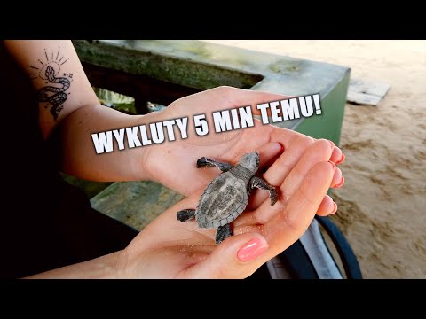 W poszukiwaniu ŻÓŁWI MORSKICH 😍🥰 / Sri Lanka SPECIAL cz. 1