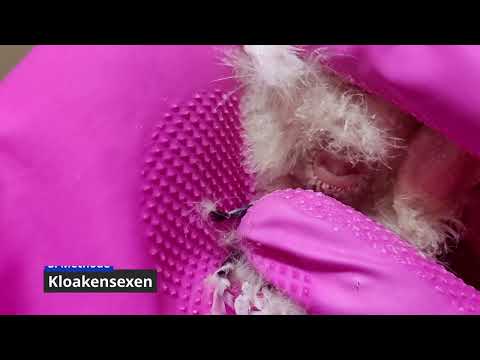 Geschlechtserkennung bei Küken und Hühnern: Diese 8 Methoden helfen dir!