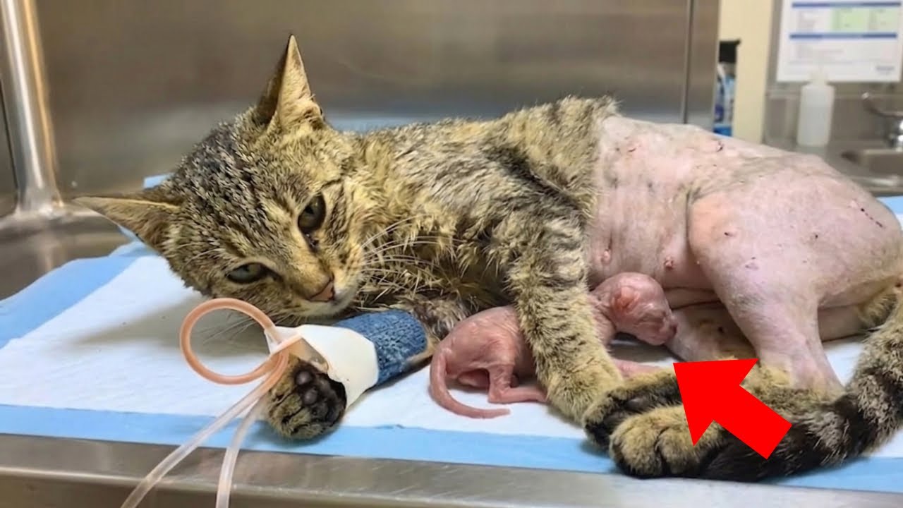 【保護猫】事故で下半身不随になりながらも出産に耐え「お母さん」になろうとした野良猫→9日後...【感動する話】