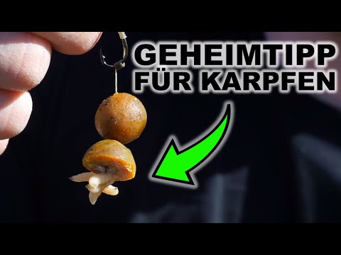 Mit diesem Köder fängt man immer! Karpfenangeln im Frühjahr  -  Futtertaktik bei kaltem Wasser