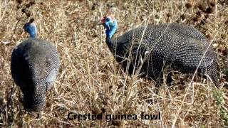 Drive in Kruger National Park (Part 5 of 7)a