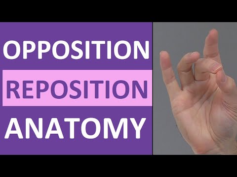 Opposition, Reposition Thumb Movement (Flexion, Abduction) | Anatomy Body Movement Terms