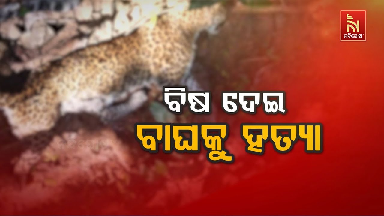 🔴 Live | ବିଷ ଦେଇ ବାଘକୁ ହତ୍ୟା | Tiger Poisoned to Death: Shocking Wildlife Crime Exposed | NTV