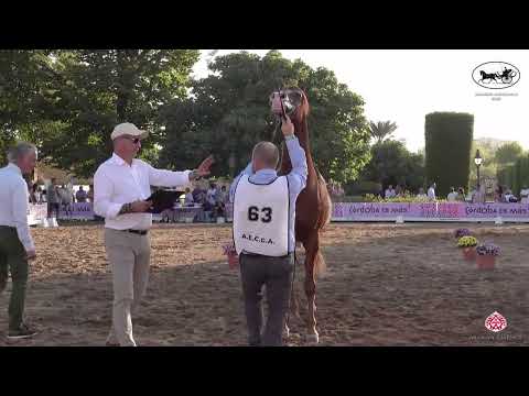 N 63 TCHAATA INIZIATO   Spanish Nationals 2022   Stallions 7   10 Years Old Class 11