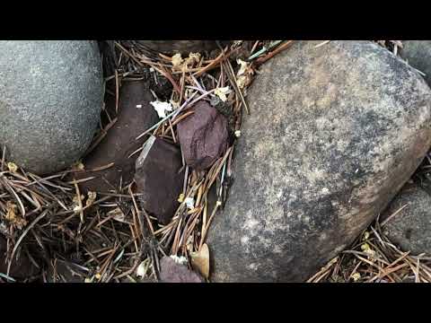 Ants in the Landscape Beds in Manalapan, NJ