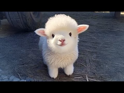 Exploring the Adorable World of Baby Animals 😍 Cute Animal Videos