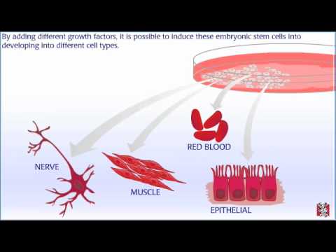胚性幹細胞株はどのようにして作られるのか (How Embryonic Stem Cell Lines are Made)