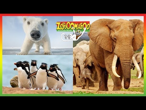 🐵  Zoboomafoo | Season 1 Episode 6-10 Full Episode Compilation | Animal Shows for Kids 🐵