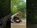 Jaguar Vs Anaconda Who Wins