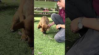 Video preview image #1 German Shepherd Dog-Unknown Mix Puppy For Sale in Pasadena, CA, USA