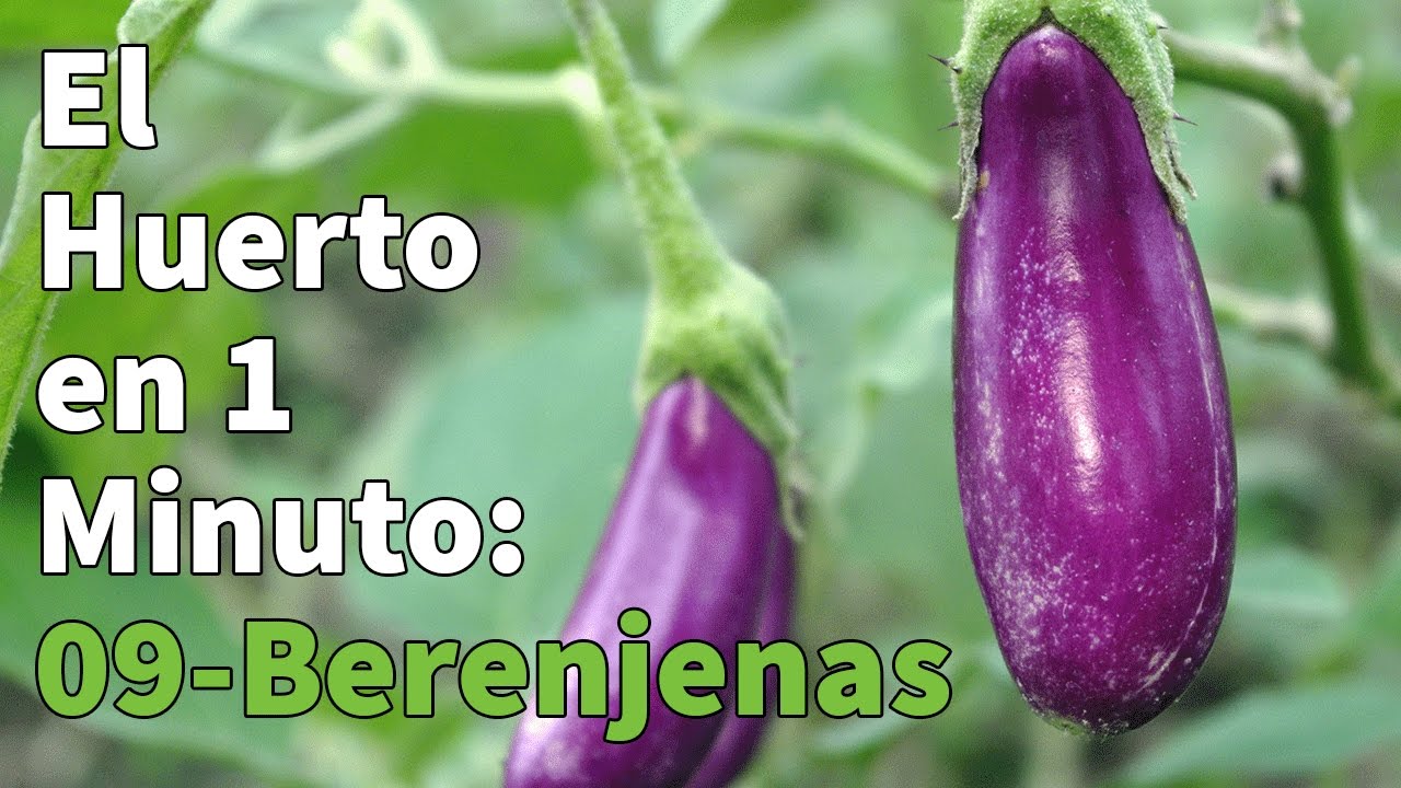 Como Plantar Berenjenas Paso a Paso con Éxito 🍆 Huerto Urbano en 1 minuto