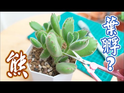 100%葉孵熊童子
