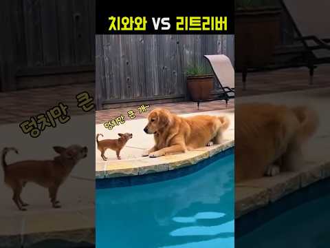 치와와 VS 리트리버