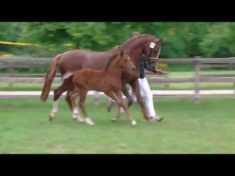 Hf v D Power AT x FS Numero Uno 2018