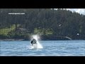 Bigg S Transient Killer Whales On An EPIC Steller Sea Lion Hunt San Juan Island WA