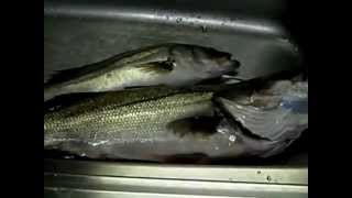 スズキを橋の上から、ぶっこみ釣り！お刺身で喰らう (ﾟﾛﾟ; 後編