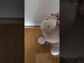 Hippo Dance 3 Hippo Viral Shorts