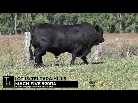 LOT 15 - Telpara Hills Brangus & UltraBlack Cattle - Atherton, QLD   www.telparahills.com.au