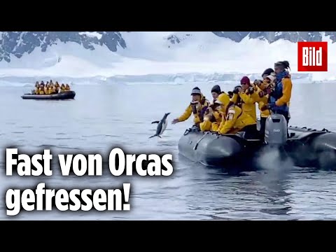 Pinguin rettet sich mit Sprung in Schlauchboot