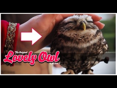 The Cutest Baby Owl - Adorable!