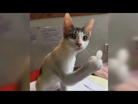 Dani ft. DrsYT - Demogorgon (oficial audio) Prod. DrsYT