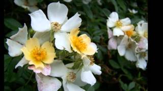 NANA  MOUSKOURI The White Rose Of Athens