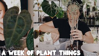 a week of plant things #25 part 2 - repot & chat / plant watering / tent updates