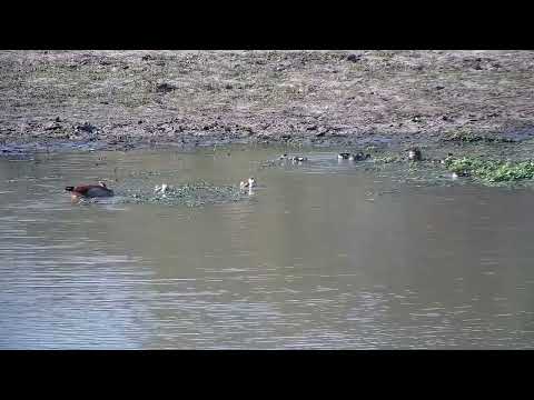 Djuma: Egyptian Geese with eight Ducklings - 15:51 - 10/01/2022