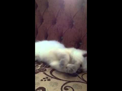 my lovely Rainbow (was baby) :)