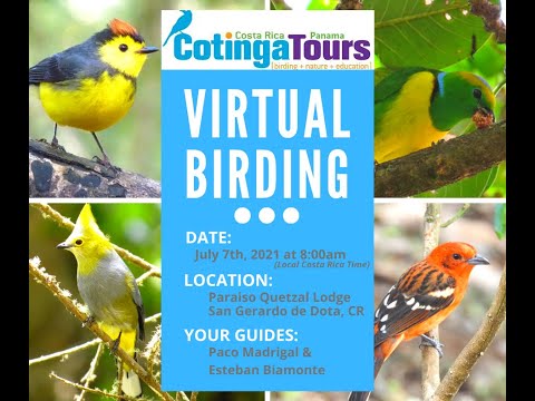 Cotinga Tours Virtual Birding Tour- Paraíso Quetzal Lodge-July 7, 2021
