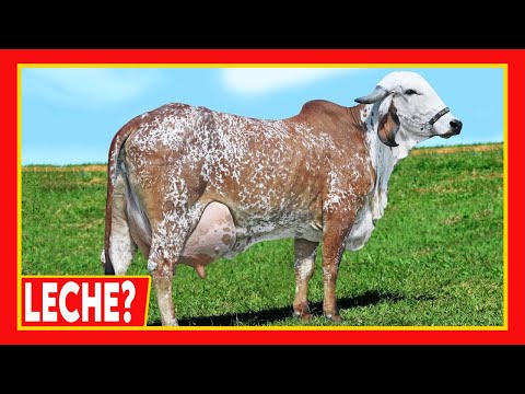 , title : '🔴 GANADERIA LECHERA ✅ Cuanta Leche Produce Una Vaca Por Dia Cow'