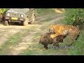 Tiger Attacks Wild Boar - Intense [HD] 
