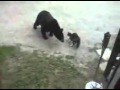 Cat fights off black bear