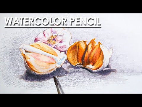Garlic A Still Life Composition on Watercolor Pencil | step by step