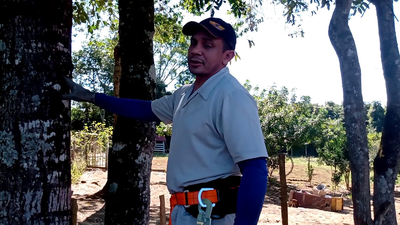 testando kit para subir em árvore