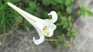 授業解説 和泉式部日記 夢よりもはかなき世の中 Watch Hd Mp4 Videos Download Free