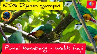 Download lagu Suara pikat ampuh burung punai/walik kembang/punai kembang #ptilinopusmelanospilus mp3