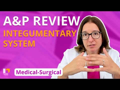 Integumentary System, A&P Review: Medical-Surgical (MedSurg) | @LevelUpRN
