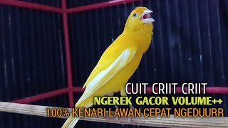 Download lagu kenari gacor panjang Cuit Cuit EMOSI, Pancingan Kenari Paud Belajar Bunyi, terapi AMPUH Kenari MACET mp3